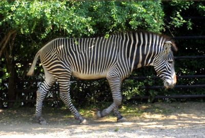 Zebra Grévyho