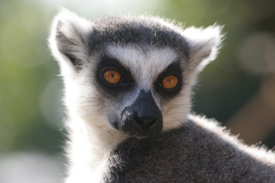 lemur