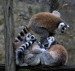 Lemurové
